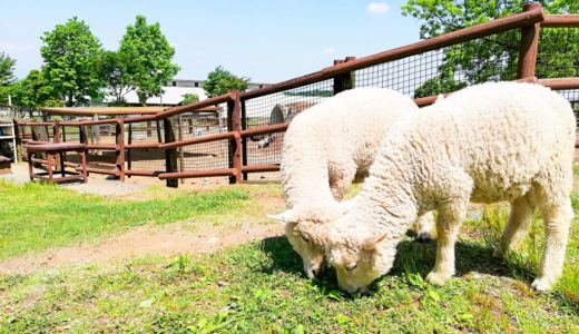 【阿蘇ミルク牧場】家族で1日中楽しめるおすすめスポット！濃厚ソフトクリームが最高