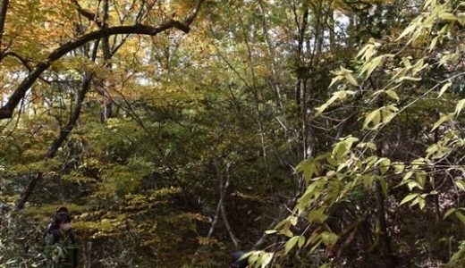 【なんばん亭】八代市海士江町のチキン南蛮弁当テイクアウト専門店