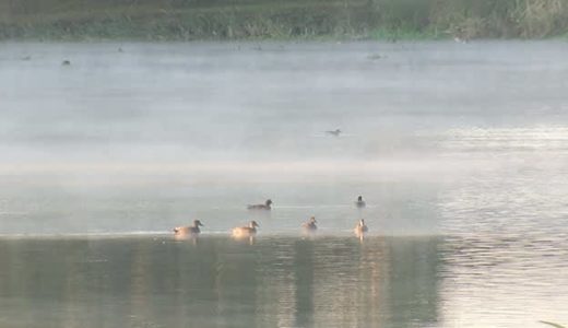 【植柳児童公園】八代市植柳元町、植柳神社そばにある公園