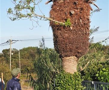 【せんだん食堂】八代の人気食堂で話題の絶品あんかけオムライスを堪能