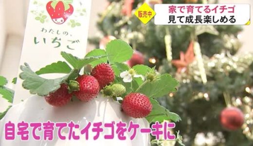 八代で安くて美味しい弁当屋さん「道」が凄い！ボリュームも満点でワンコインでおつりもくる