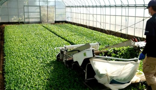 八代市東陽町の道の駅「東陽」で生姜ふりかけを購入してみた【八代のお土産】