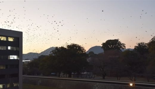 くまモンポート八代に飛鳥Ⅱが初寄港！熊本県民クルーズが実施されるらしい