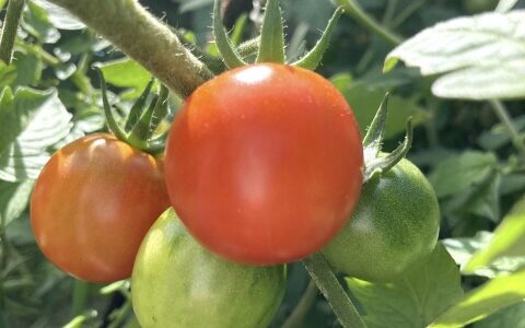 熊本はトマトの生産量日本一！量だけでなく甘味もあって抜群に美味しい
