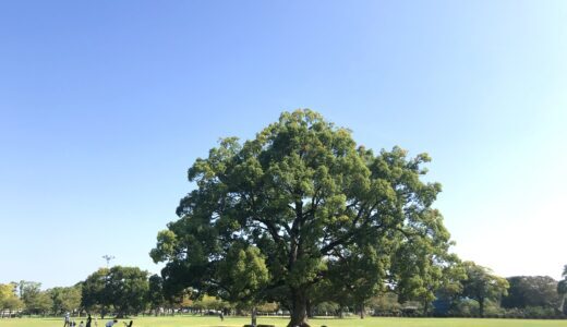 熊本県のシンボル【クスノキ】を見れる熊本市内のスポット4選。圧倒的な巨木にびっくり！