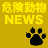 （熊本）宇城市三角町波多でイノシシ出没　２月１３日夕方