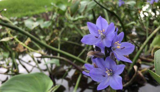 水前寺江津湖公園（広木地区）に咲くお花ミズアオイは9月が見頃！全国的にも希少な青紫色のスマートな立ち姿にうっとり