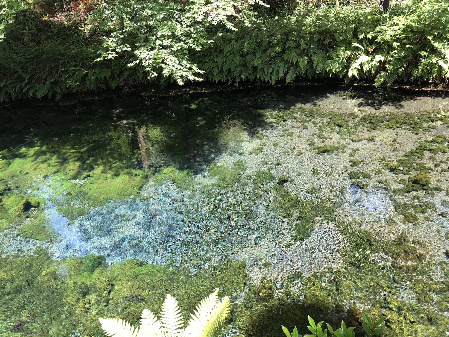 白川水源