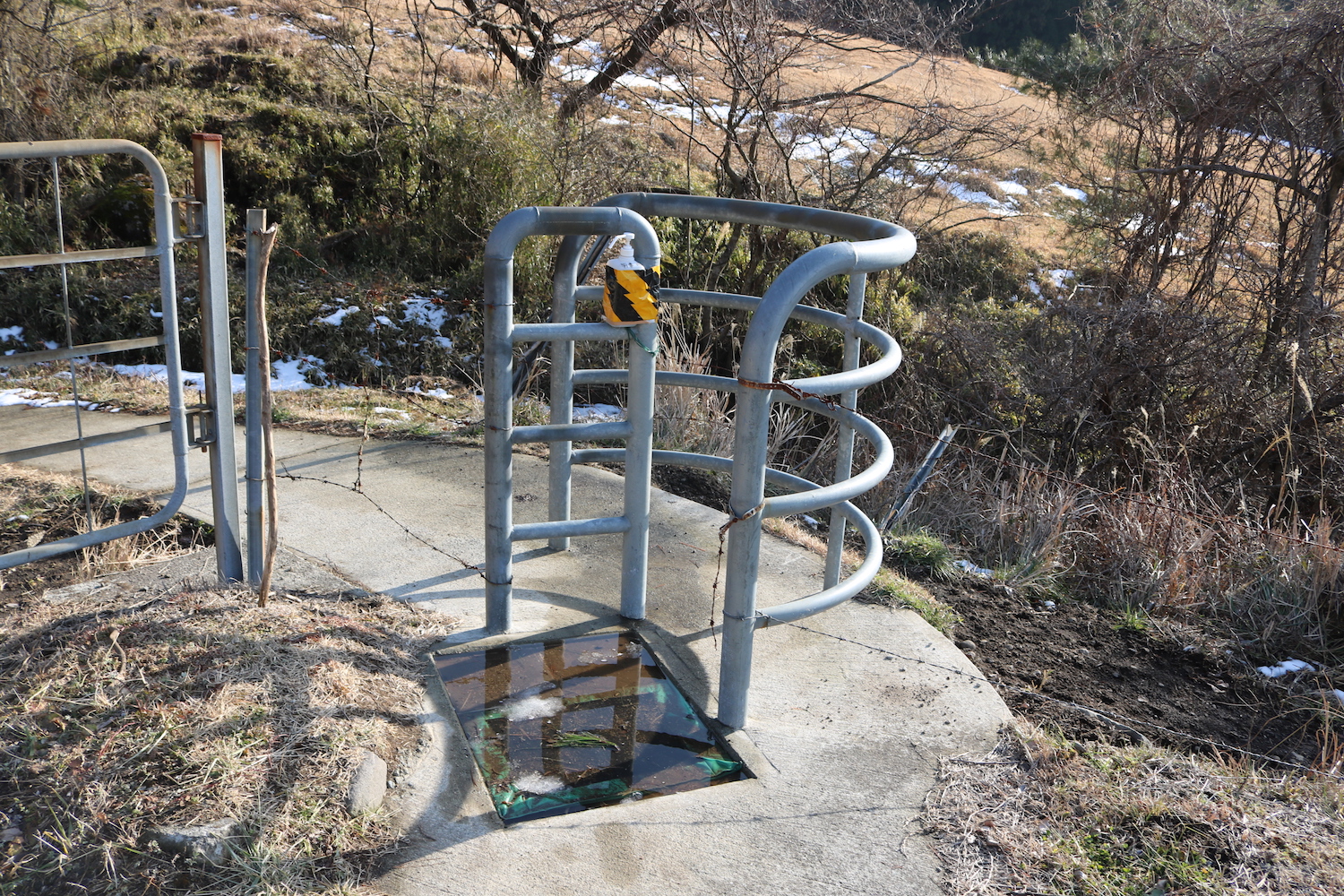 高森殿の杉