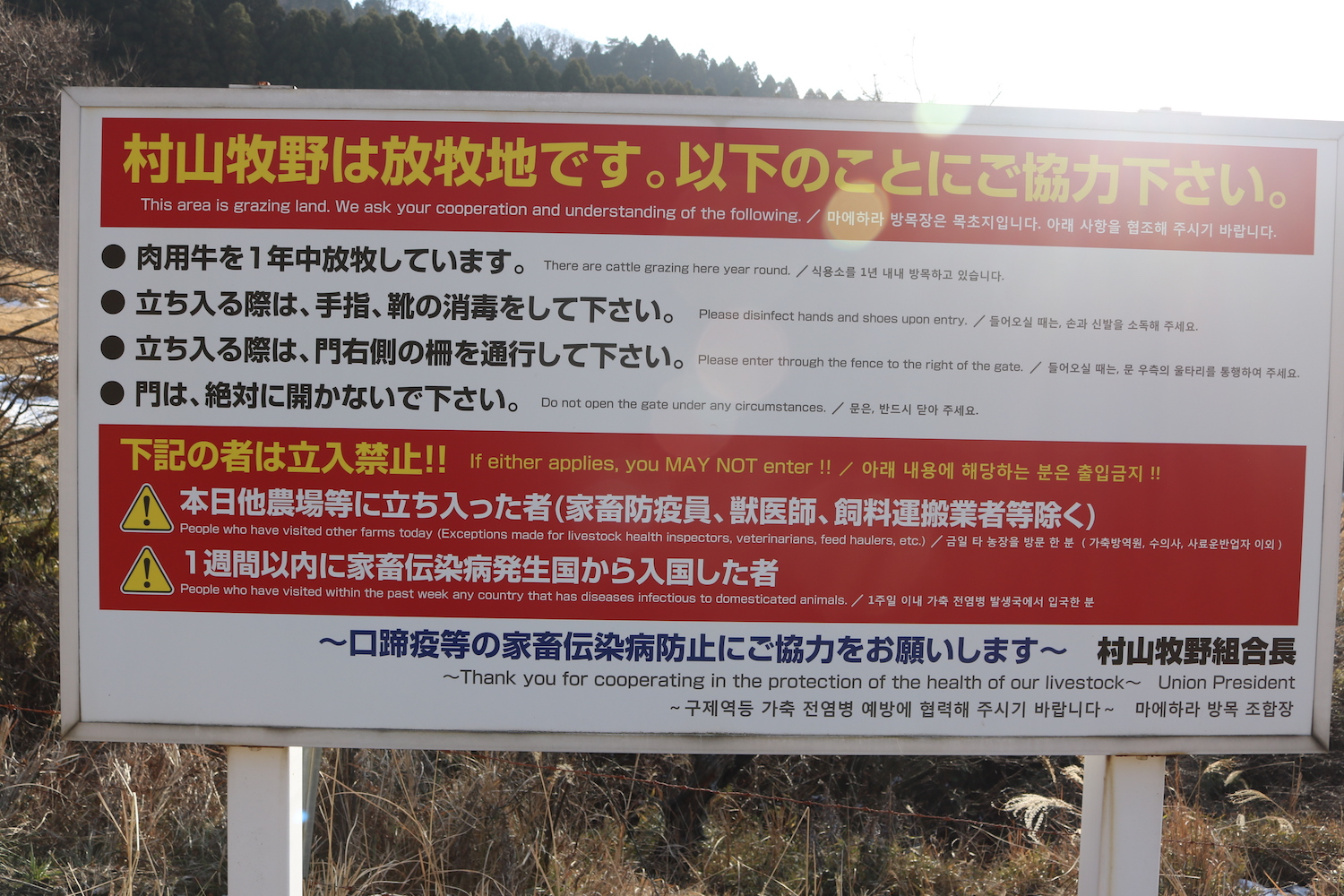 高森殿の杉
