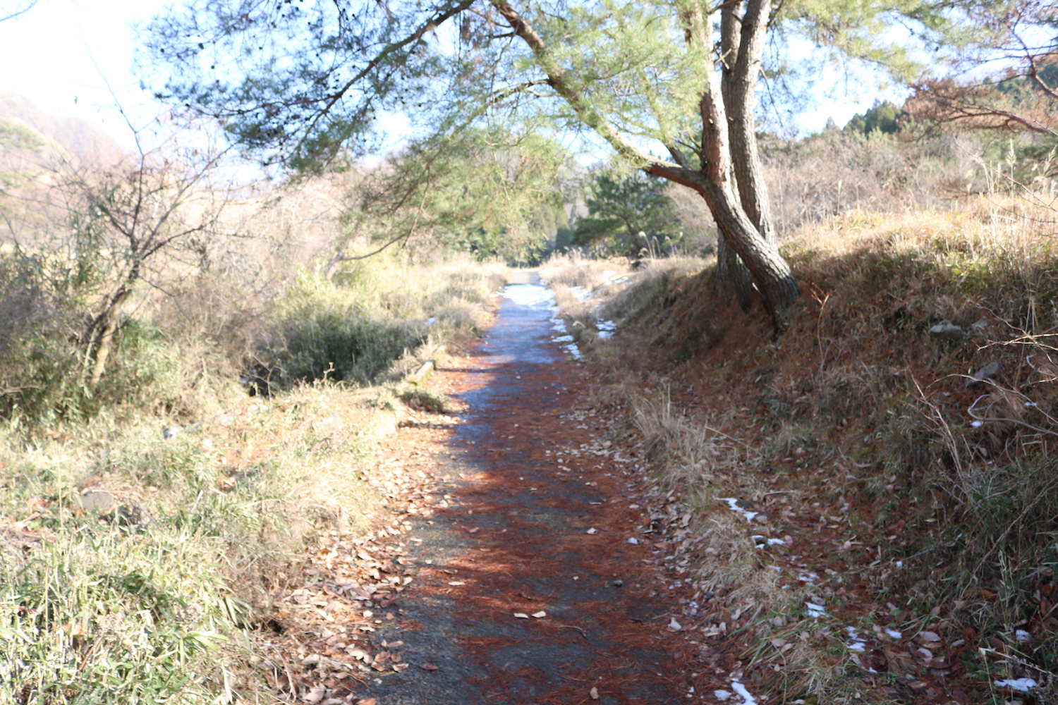 高森殿の杉