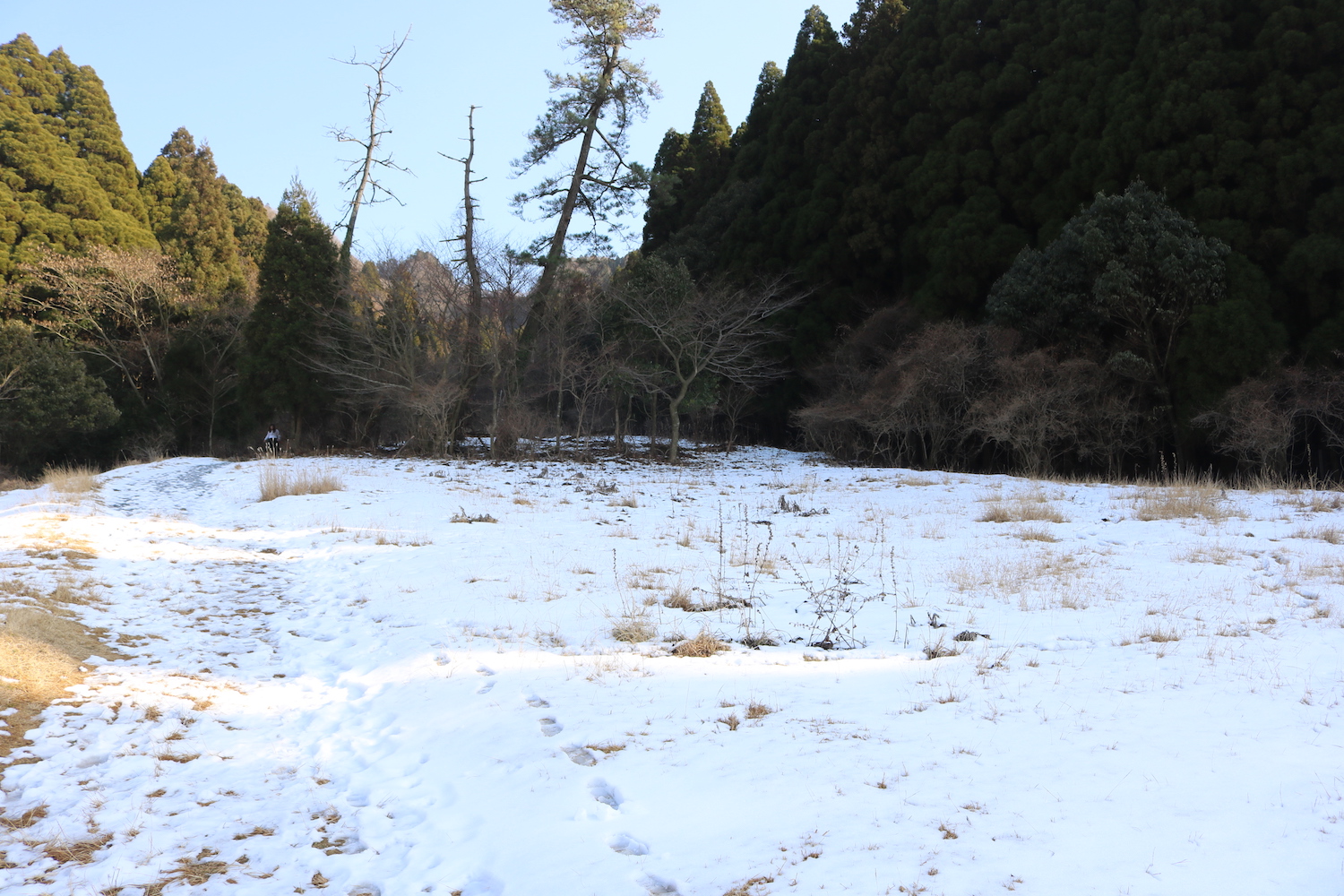 高森殿の杉