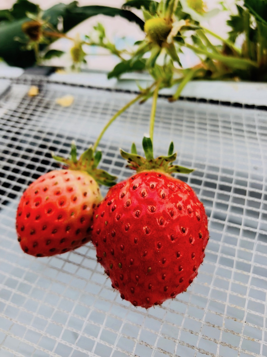 なかはた農園